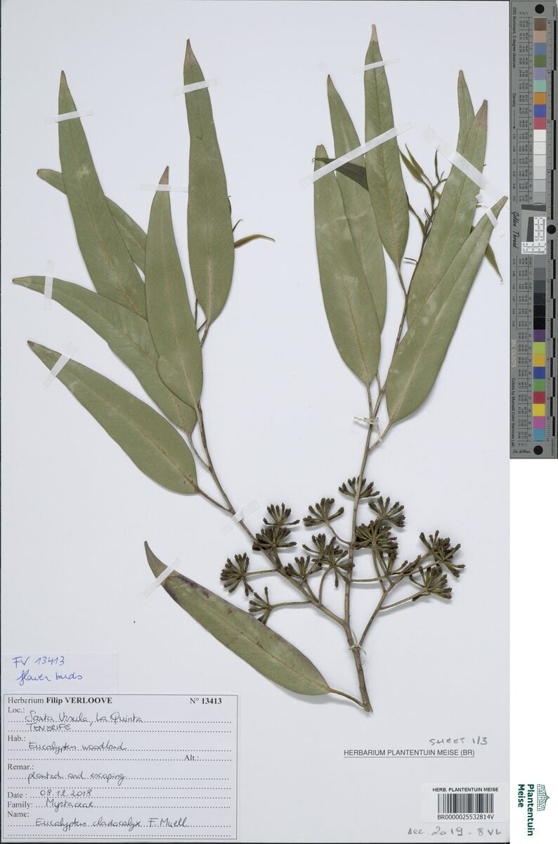 Eucalyptus citriodora