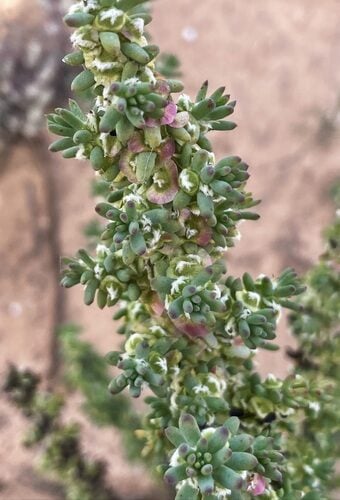 Eucalyptus gamophylla (Blue Mallee) — photo