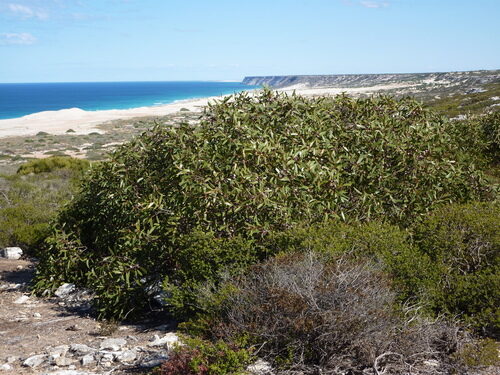 Eucalyptus gracilis (White Mallee) — photo
