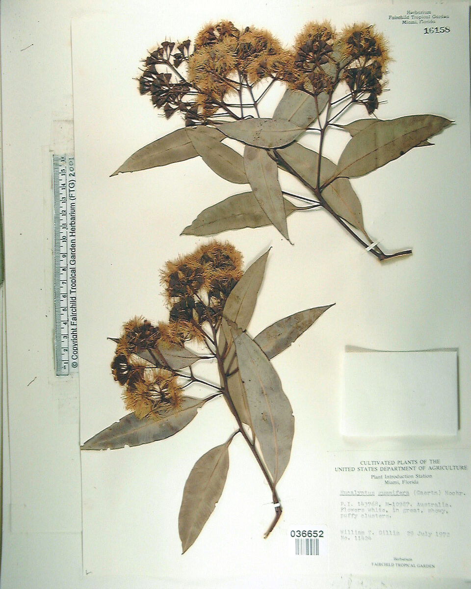 Eucalyptus gummifera - (Sol. ex Gaertn.)Hochr. (Red Bloodwood) — photo