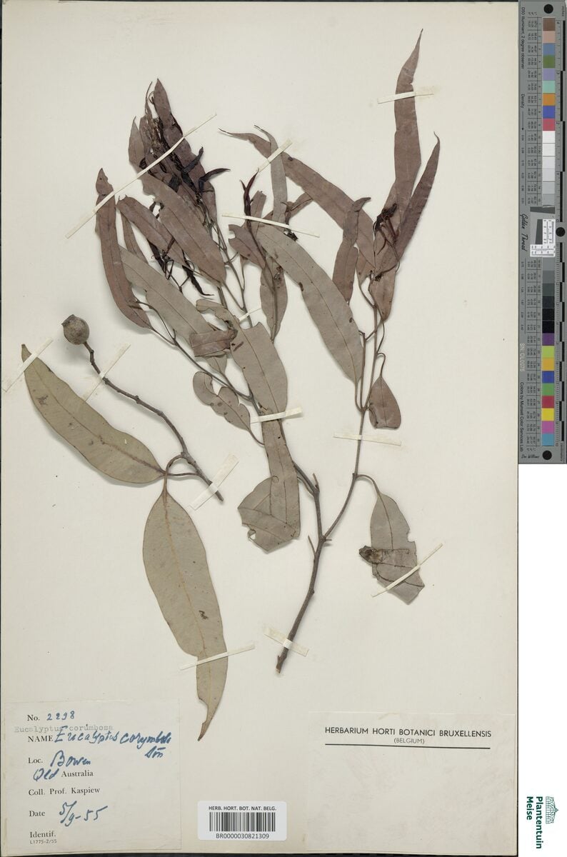 Eucalyptus gummifera - (Sol. ex Gaertn.)Hochr. (Red Bloodwood) — photo