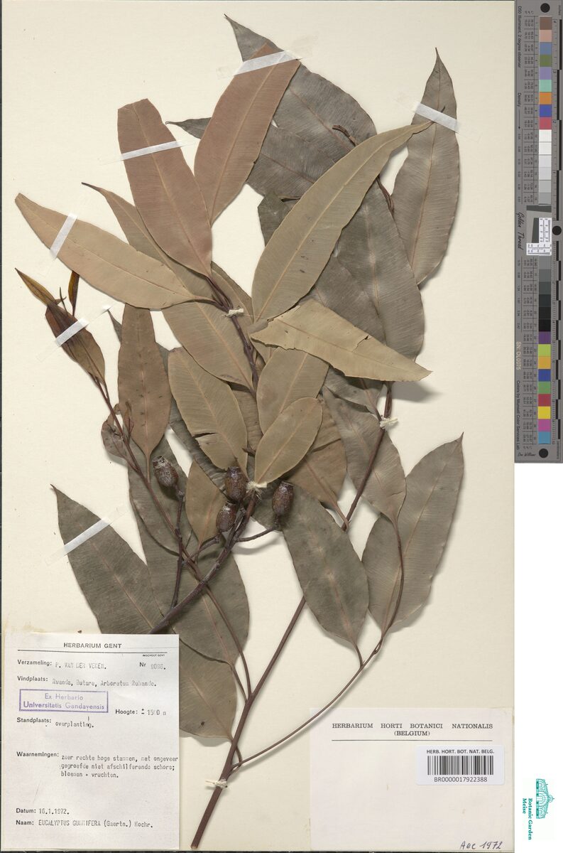 Eucalyptus gummifera - (Sol. ex Gaertn.)Hochr.