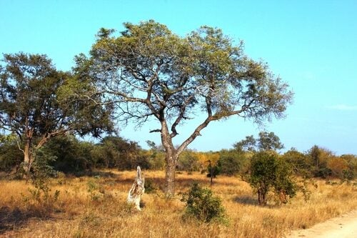 Eucalyptus gunnii (Cider Tree) — photo