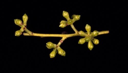 Eucalyptus macarthurii (Camden woollybutt) — photo