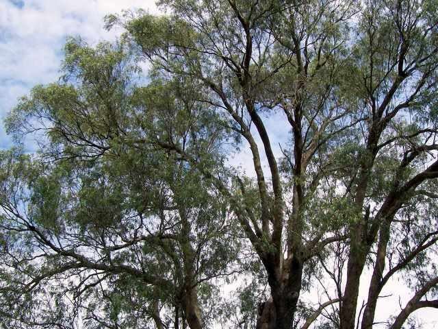 Eucalyptus macarthurii (Camden woollybutt) — photo