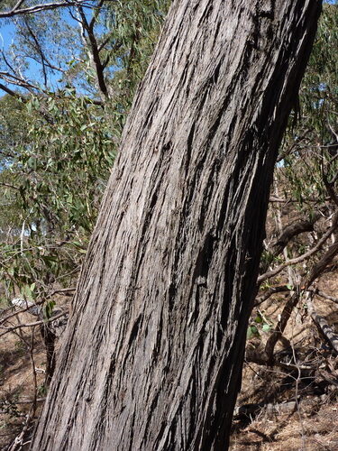 Eucalyptus macrorhyncha (Red Stringybark) — photo