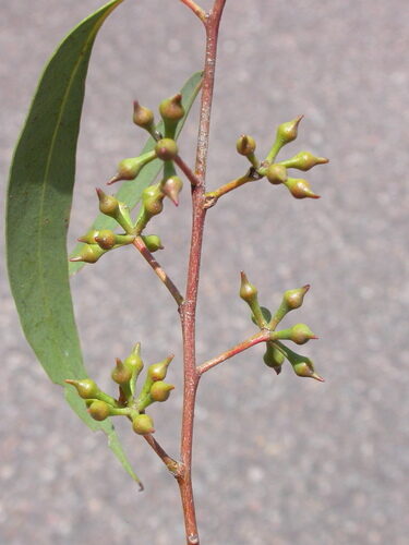 Eucalyptus macrorhyncha (Red Stringybark) — photo