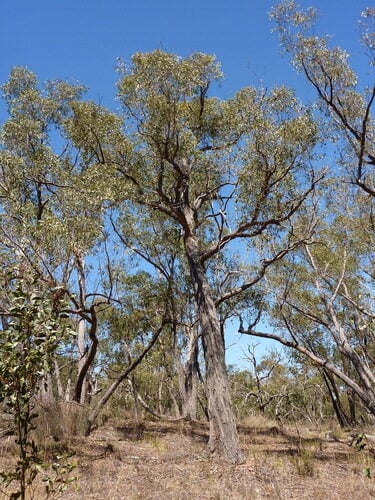 Eucalyptus macrorhyncha