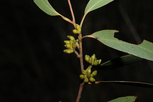 Eucalyptus youmanii — photo
