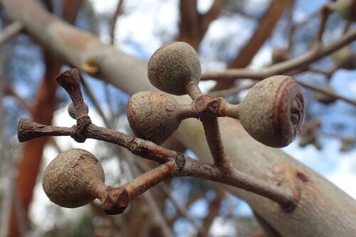 Eucalyptus youmanii — photo
