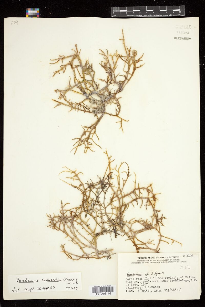 Eucheuma muricatum (Canot-canot) — photo