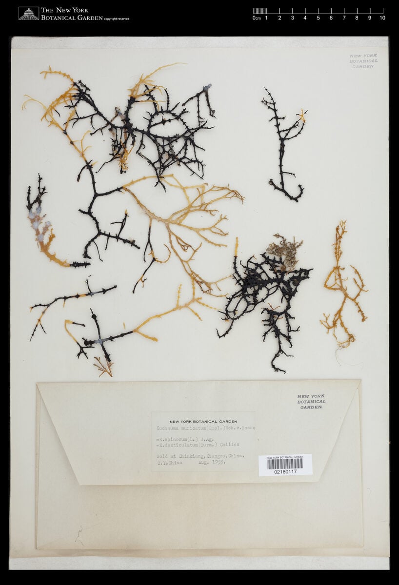 Eucheuma muricatum (Canot-canot) — photo