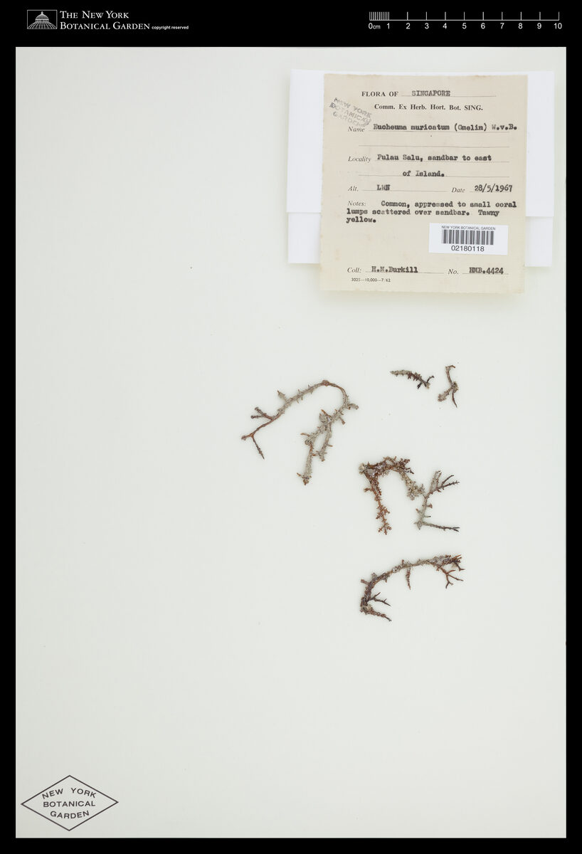 Eucheuma muricatum