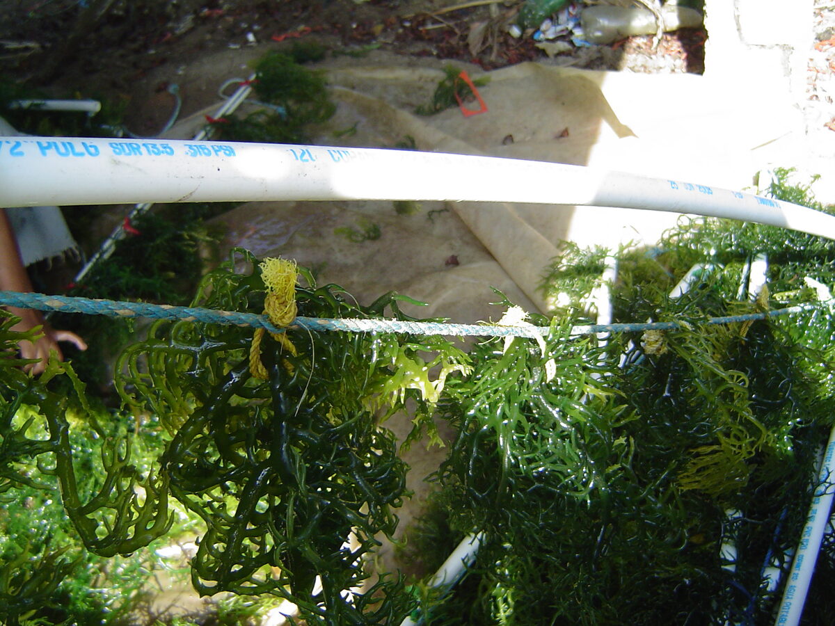 Eucheuma speciosum (Jelly plant) — photo