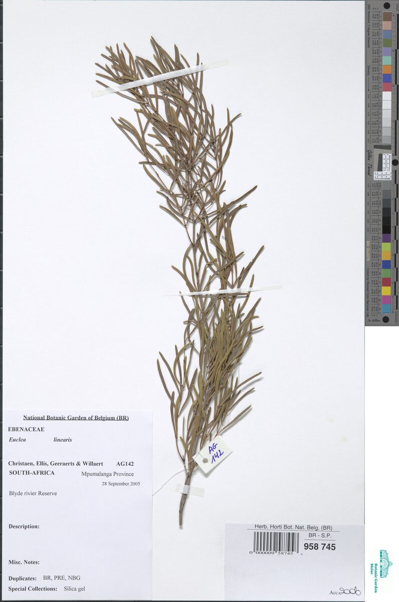 Euclea crispa subsp. linearis (Asbestos bush) — photo