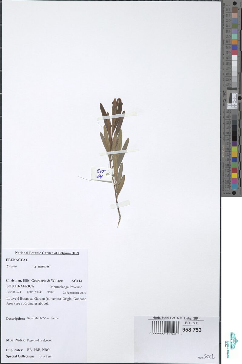 Euclea crispa subsp. linearis (Asbestos bush) — photo
