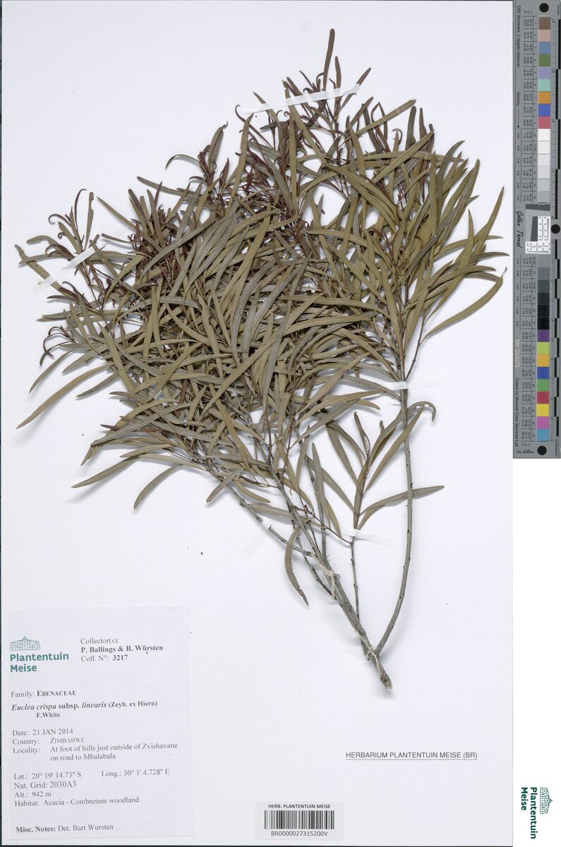 Euclea crispa subsp. linearis
