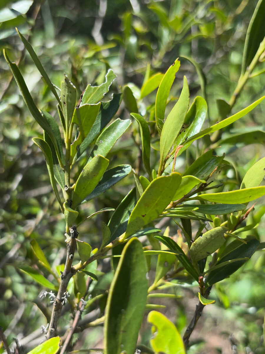 Euclea racemosa subsp. schimperi (Bush guarri) — photo