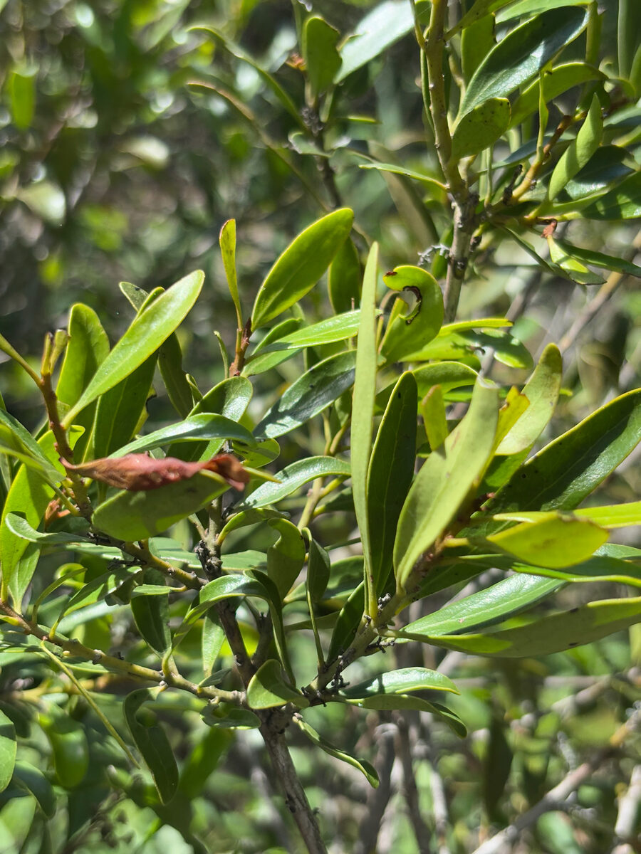 Euclea racemosa subsp. schimperi (Bush guarri) — photo
