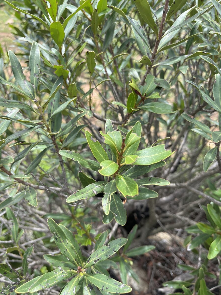 Euclea racemosa subsp. schimperi