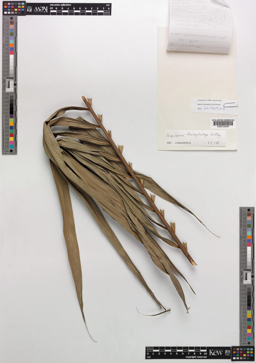 Eugeissona brachystachys (Tahan bertram) — photo