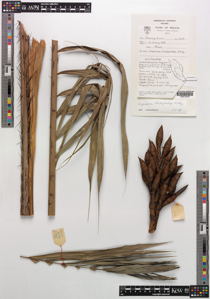 Eugeissona brachystachys