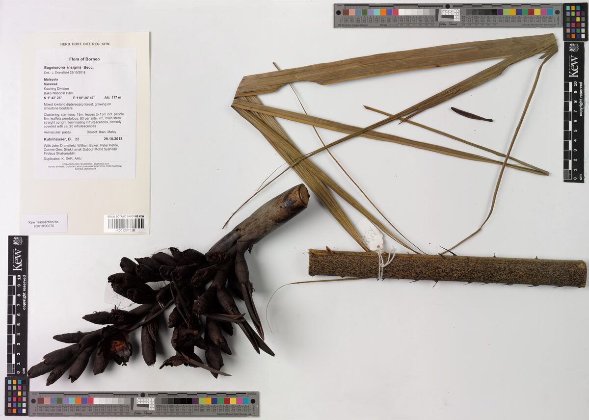 Eugeissona insignis — photo