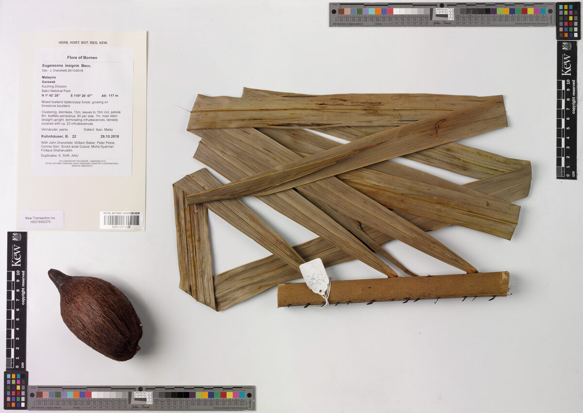 Eugeissona insignis — photo