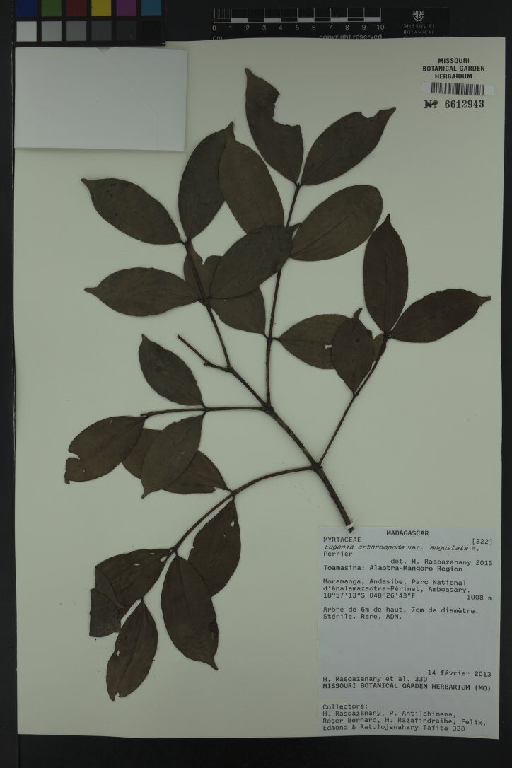 Eugenia arthroopoda — photo