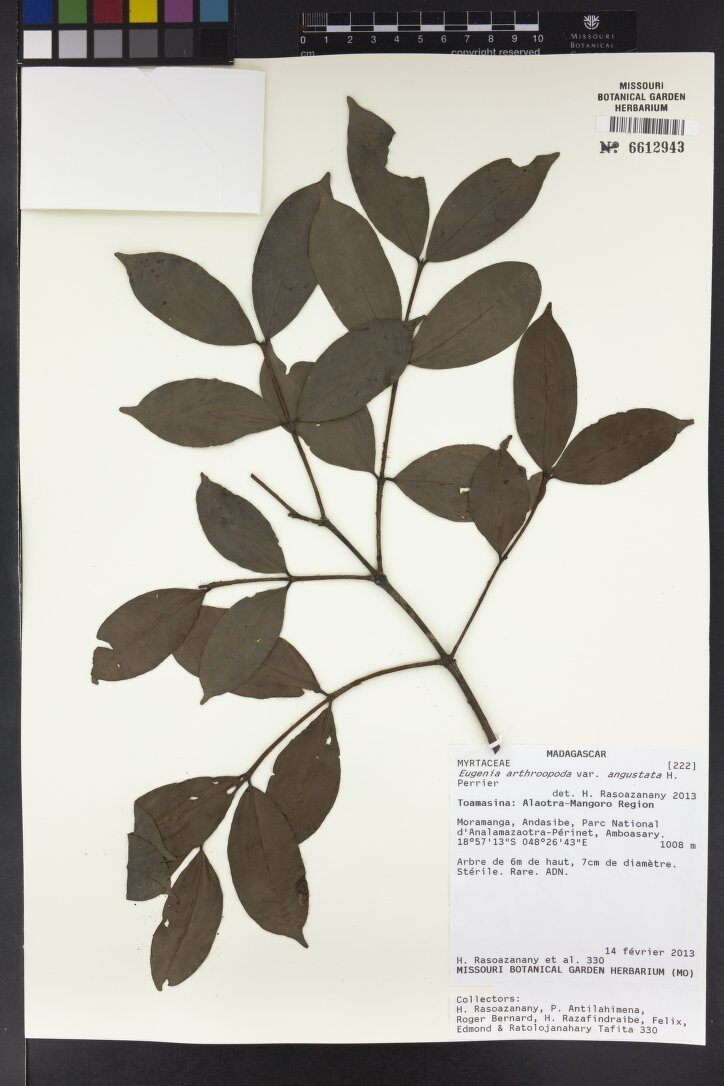 Eugenia arthroopoda