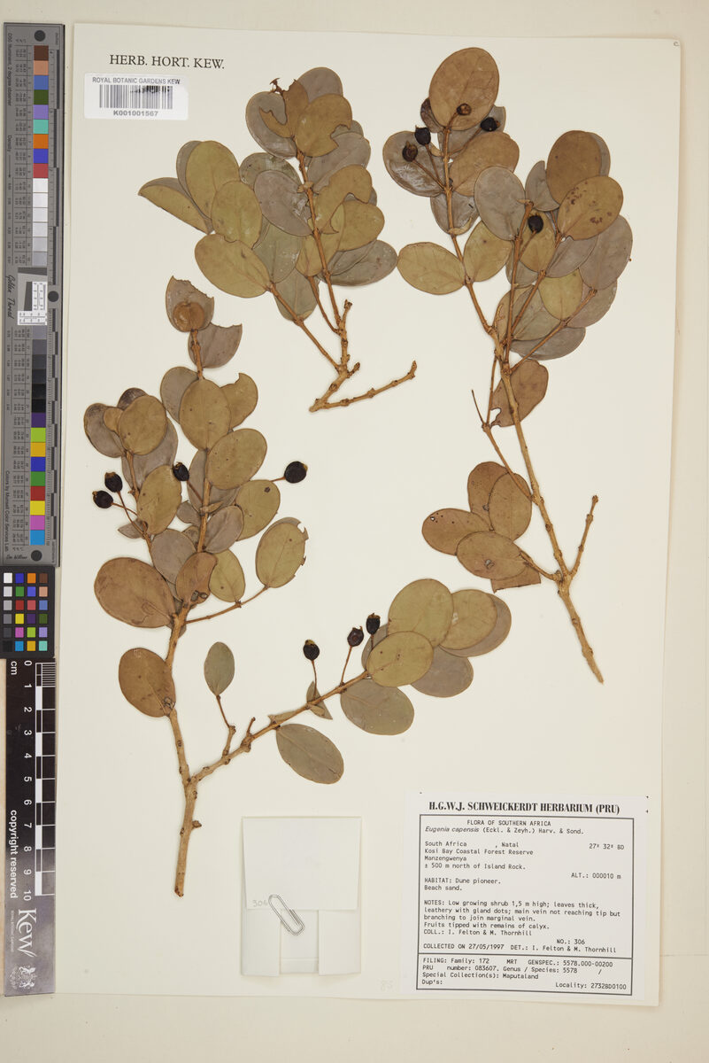 Eugenia capensis subsp. natalitia (Natal myrtle) — photo