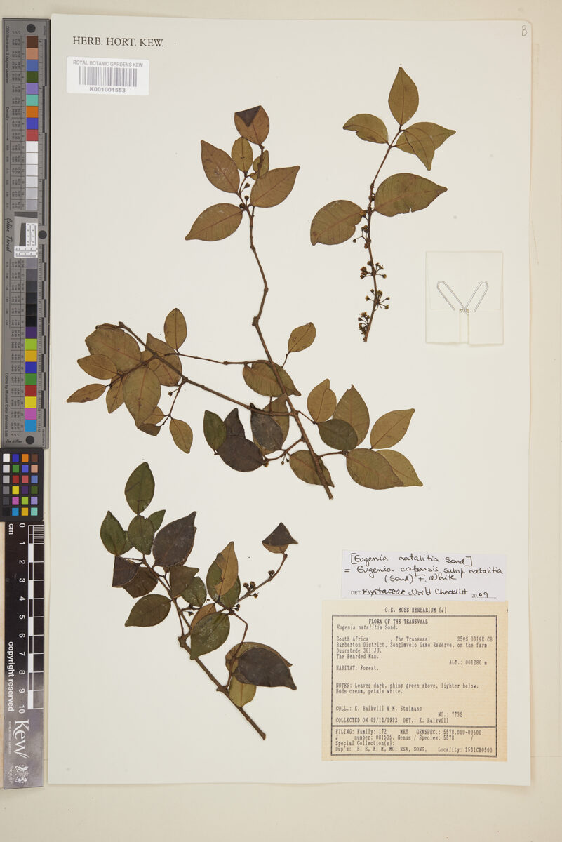 Eugenia capensis subsp. natalitia (Natal myrtle) — photo