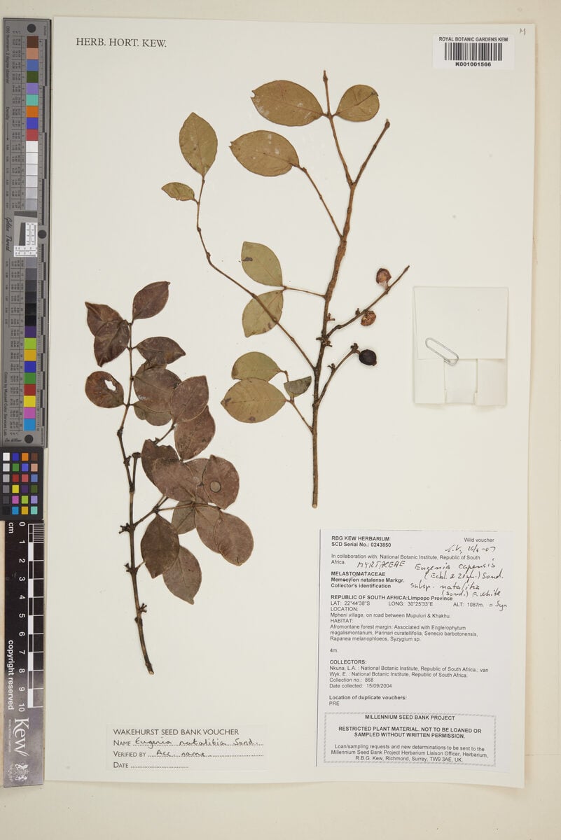 Eugenia capensis subsp. natalitia