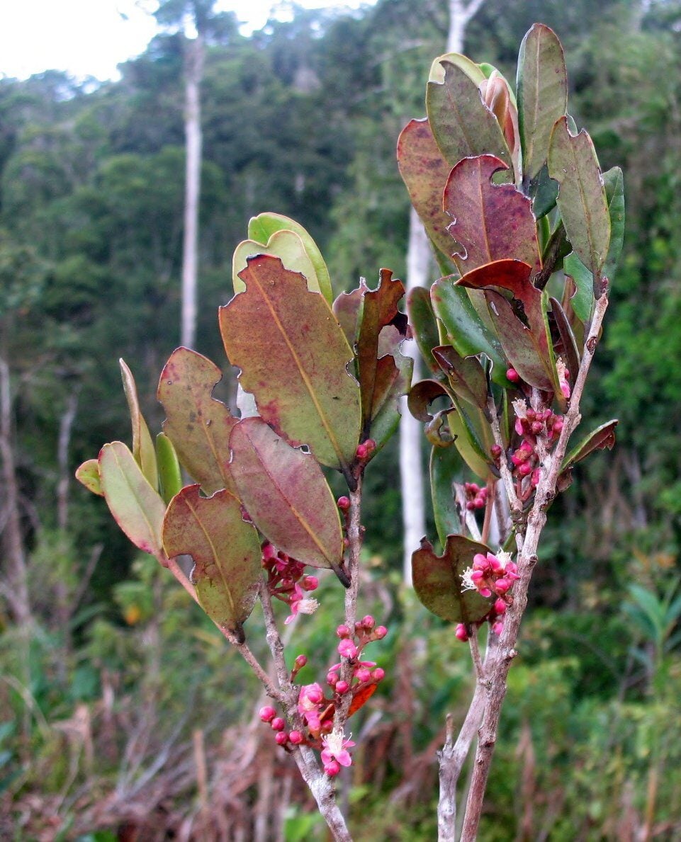 Eugenia cloiselii — photo