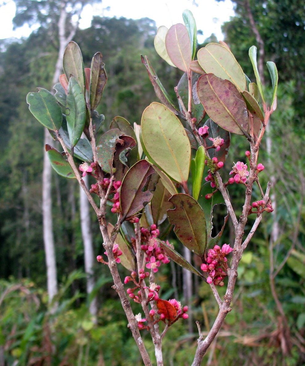 Eugenia cloiselii — photo