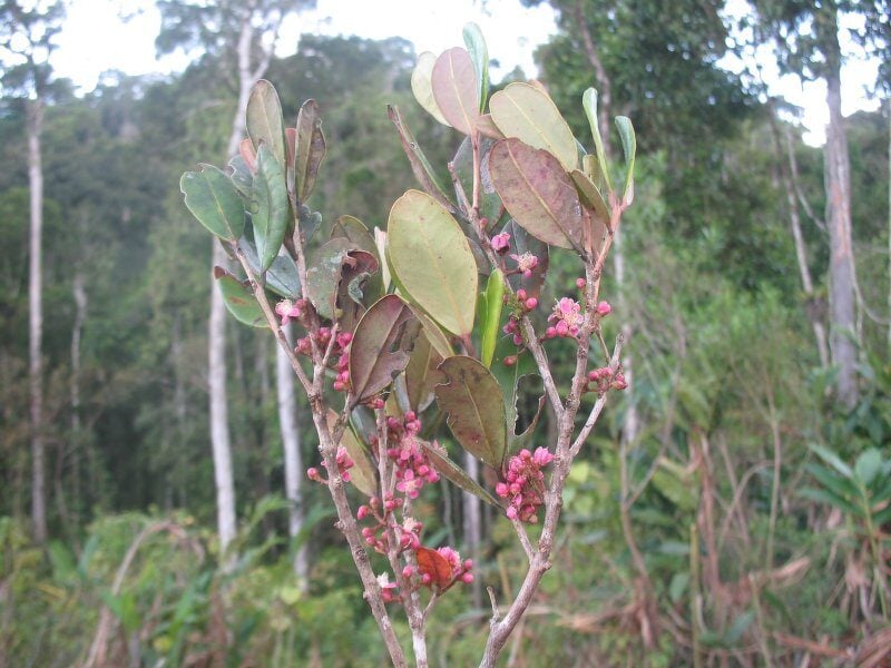 Eugenia cloiselii