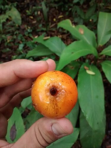 Eugenia copacabanensis (Copacabana guava) — photo