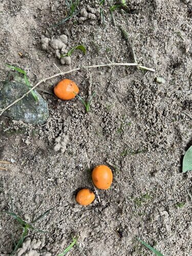 Eugenia copacabanensis (Copacabana guava) — photo