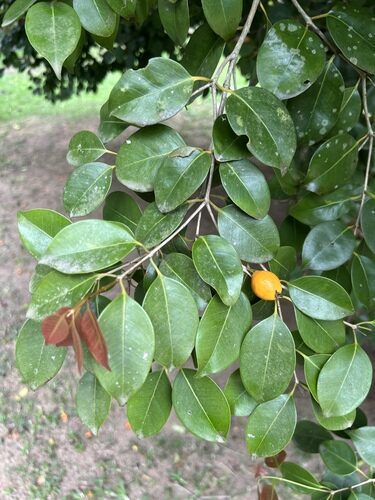 Eugenia copacabanensis