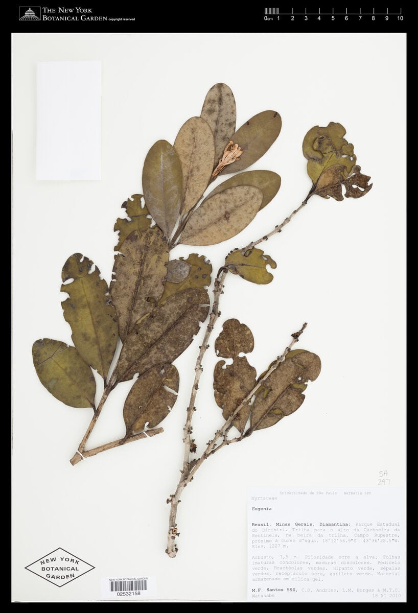 Eugenia dodonaeifolia