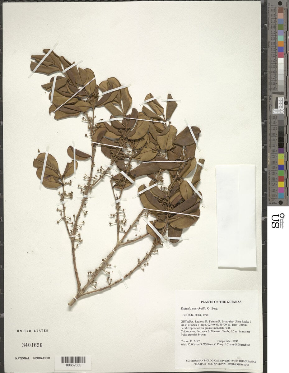 Eugenia eurycheila