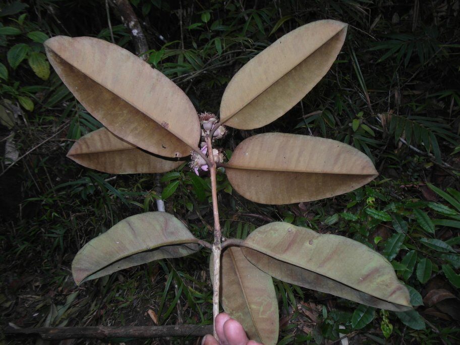 Eugenia goviala — photo