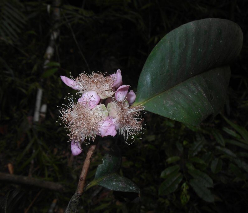 Eugenia goviala — photo