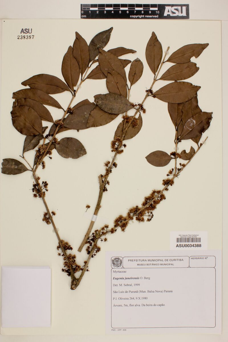 Eugenia janeirensis — photo