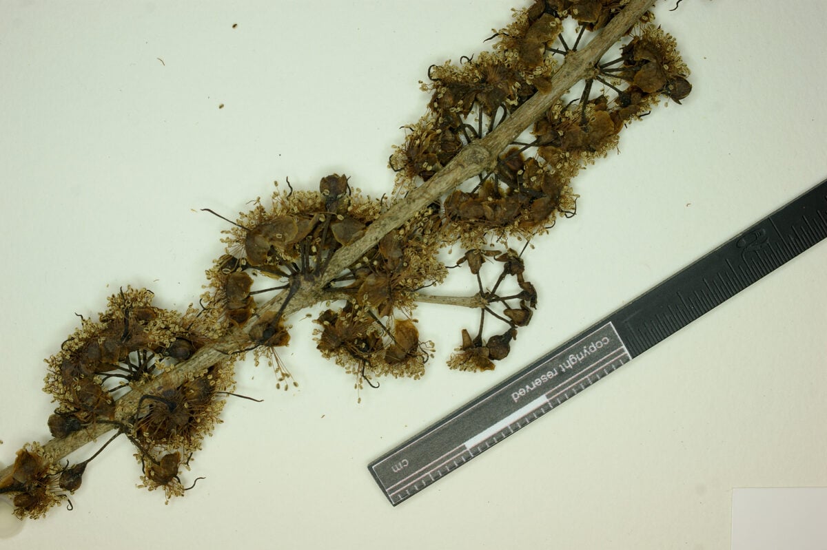 Eugenia janeirensis — photo
