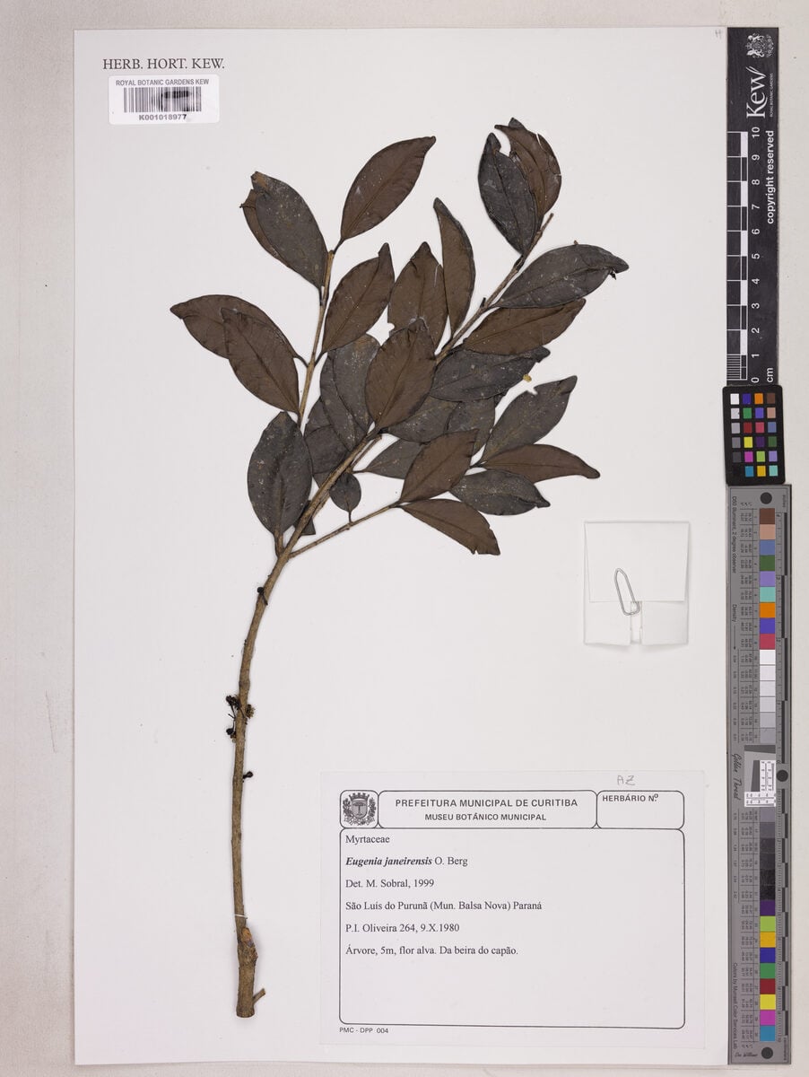 Eugenia janeirensis