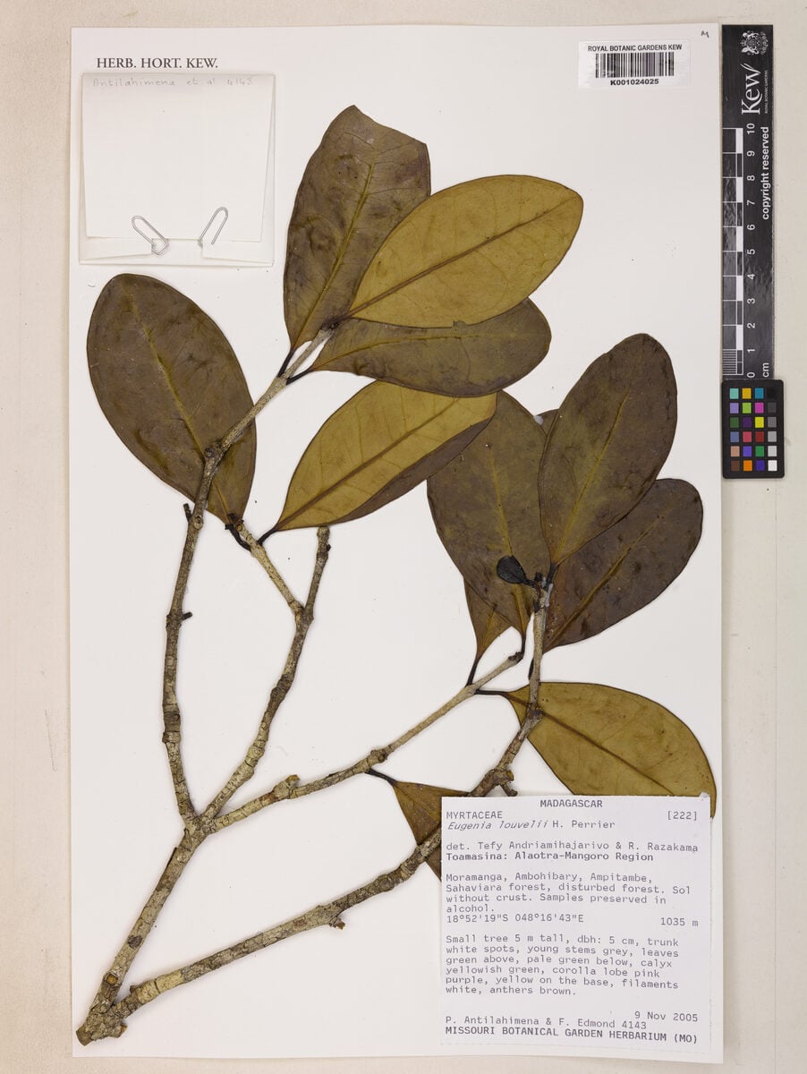 Eugenia louvelii — photo