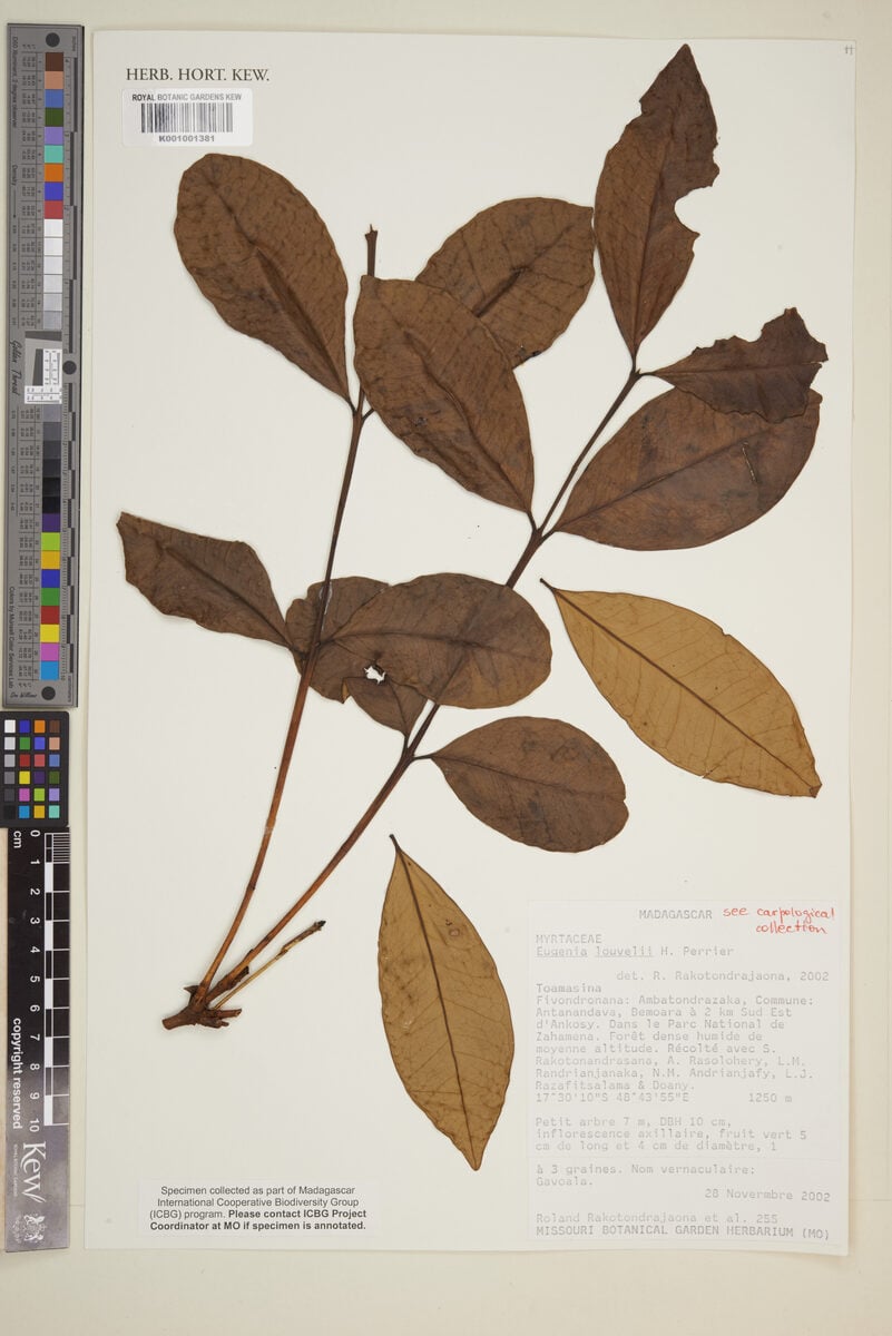 Eugenia louvelii — photo