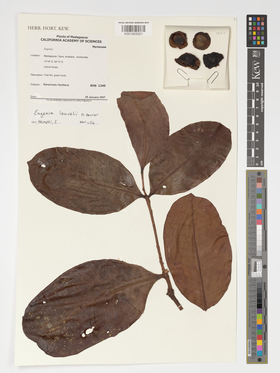 Eugenia louvelii