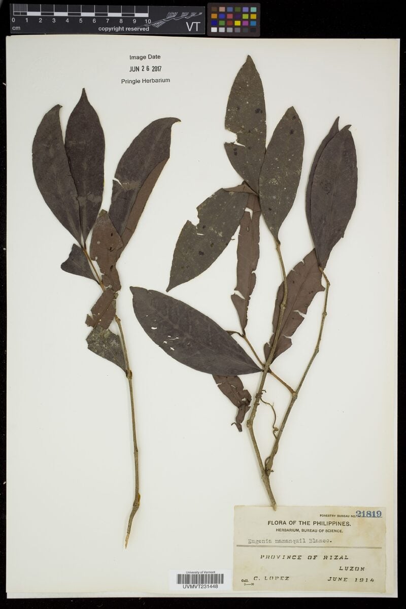 Eugenia mananquil — photo
